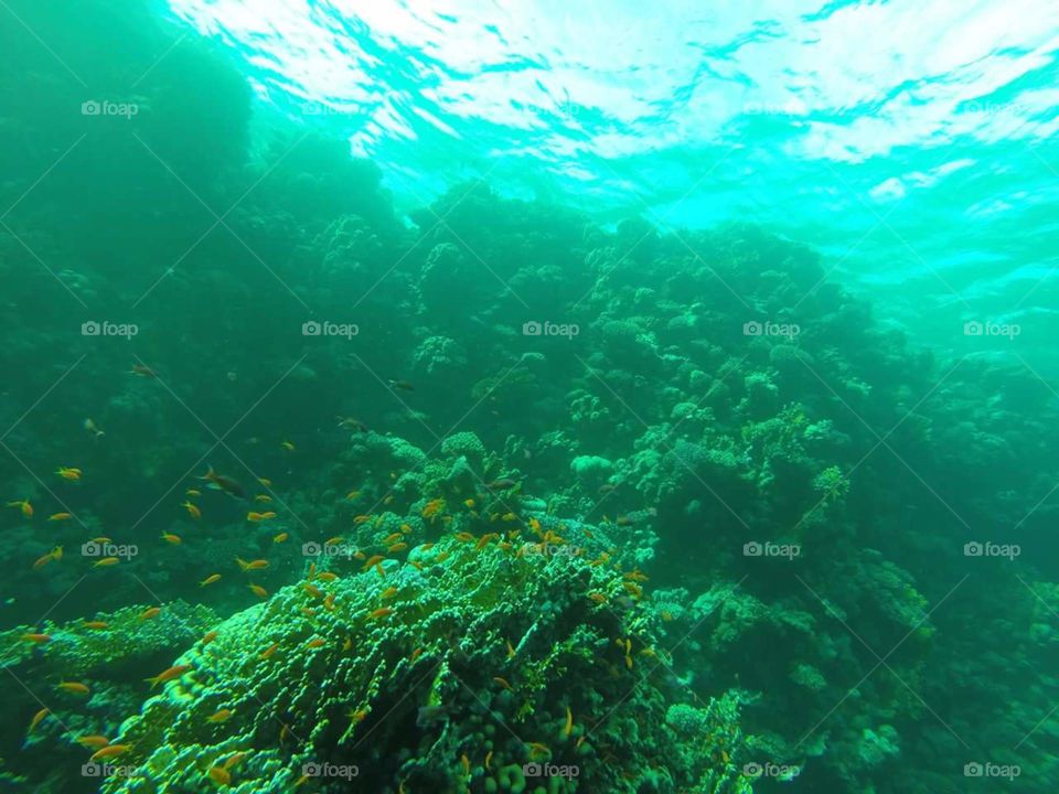 scuba diving red sea egypt