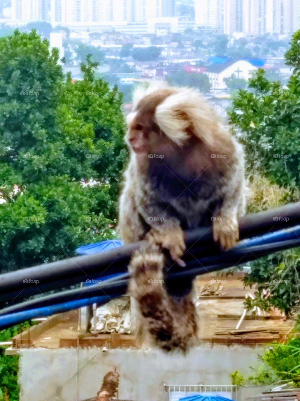 primata da mata atlântica 🙊