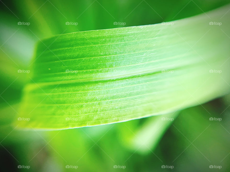 Macro photography of green leaf 