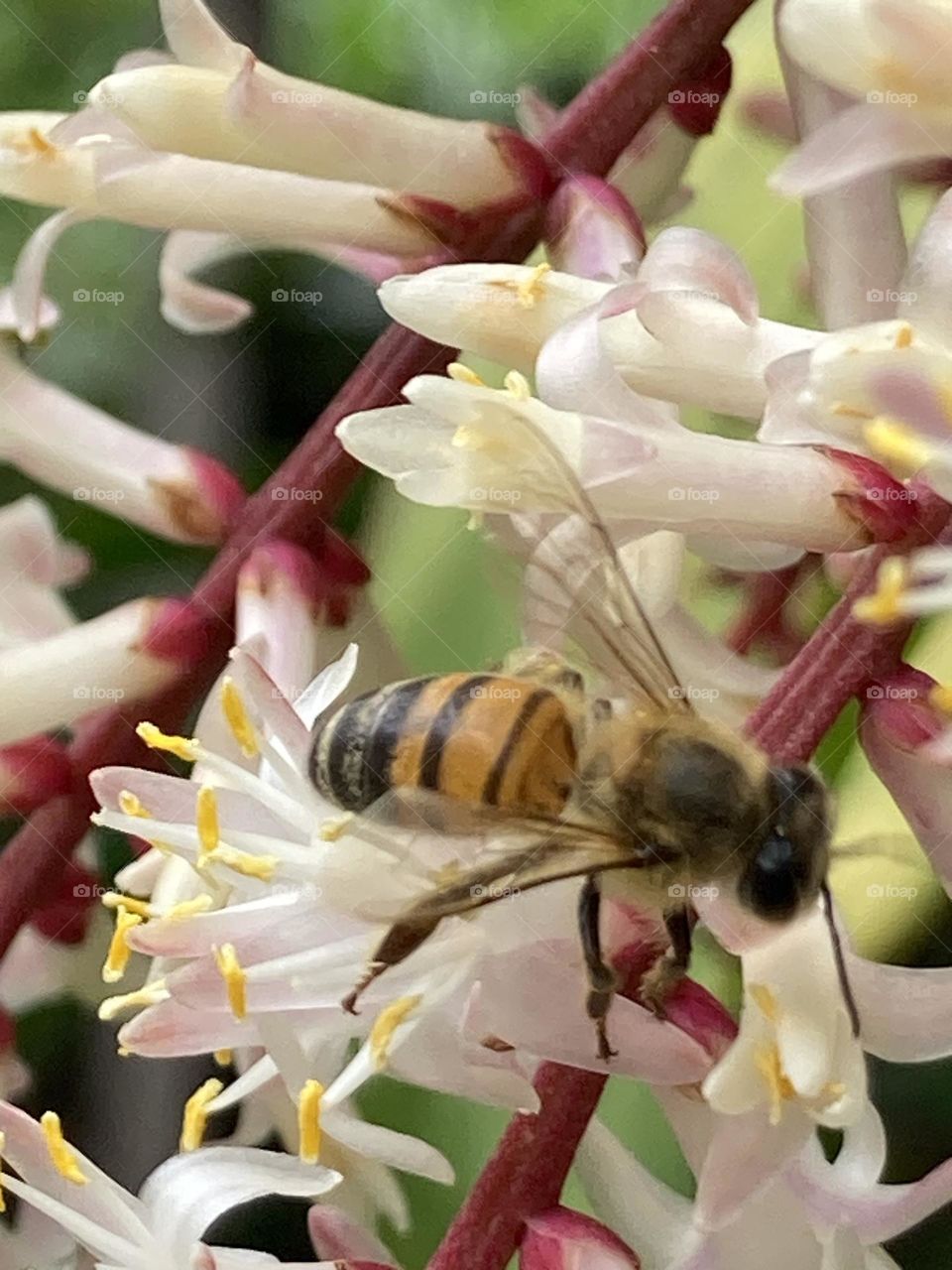 Abelha sugando o pólen de inflorescência branca. Flor com estames grandes.