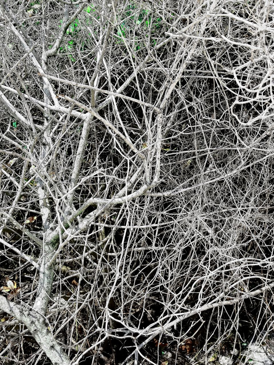 Dead Branches
