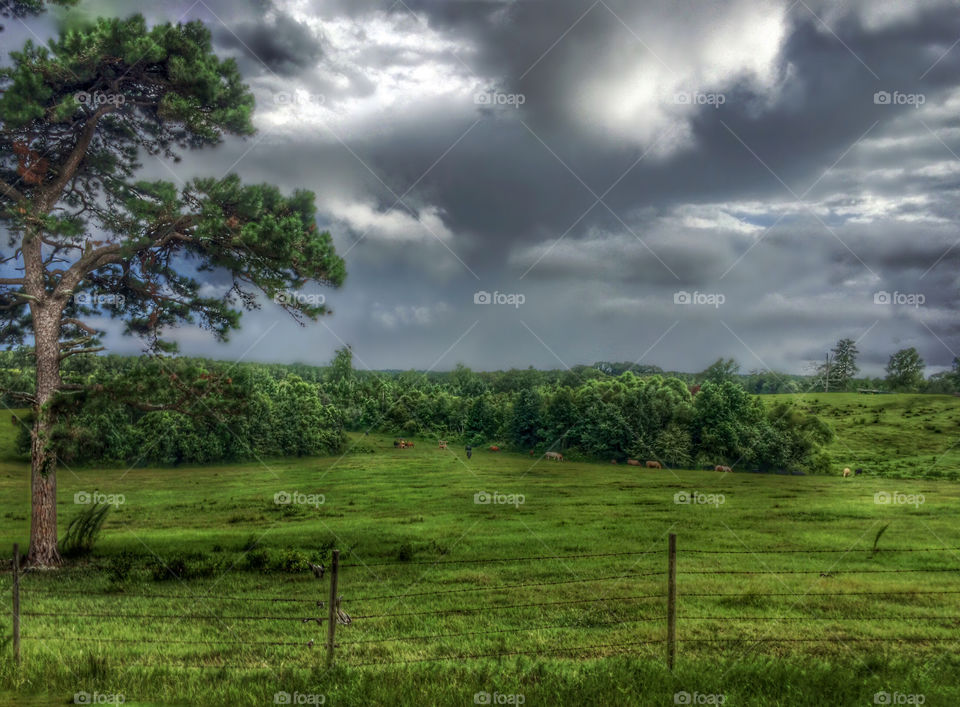 Horses grazing on landscape