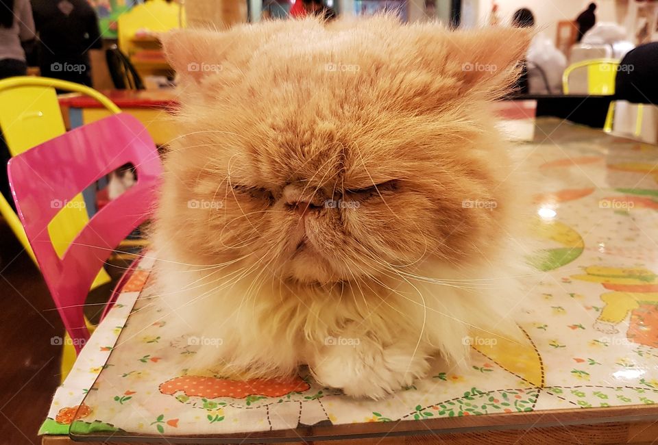furry kitty in korean cat cafe