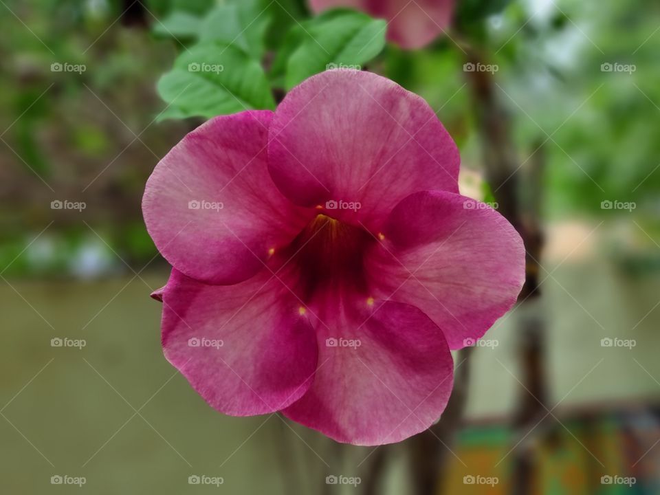 Floral photography - allamanda