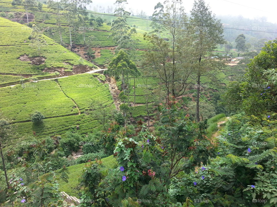 Greeny tea estates in cold