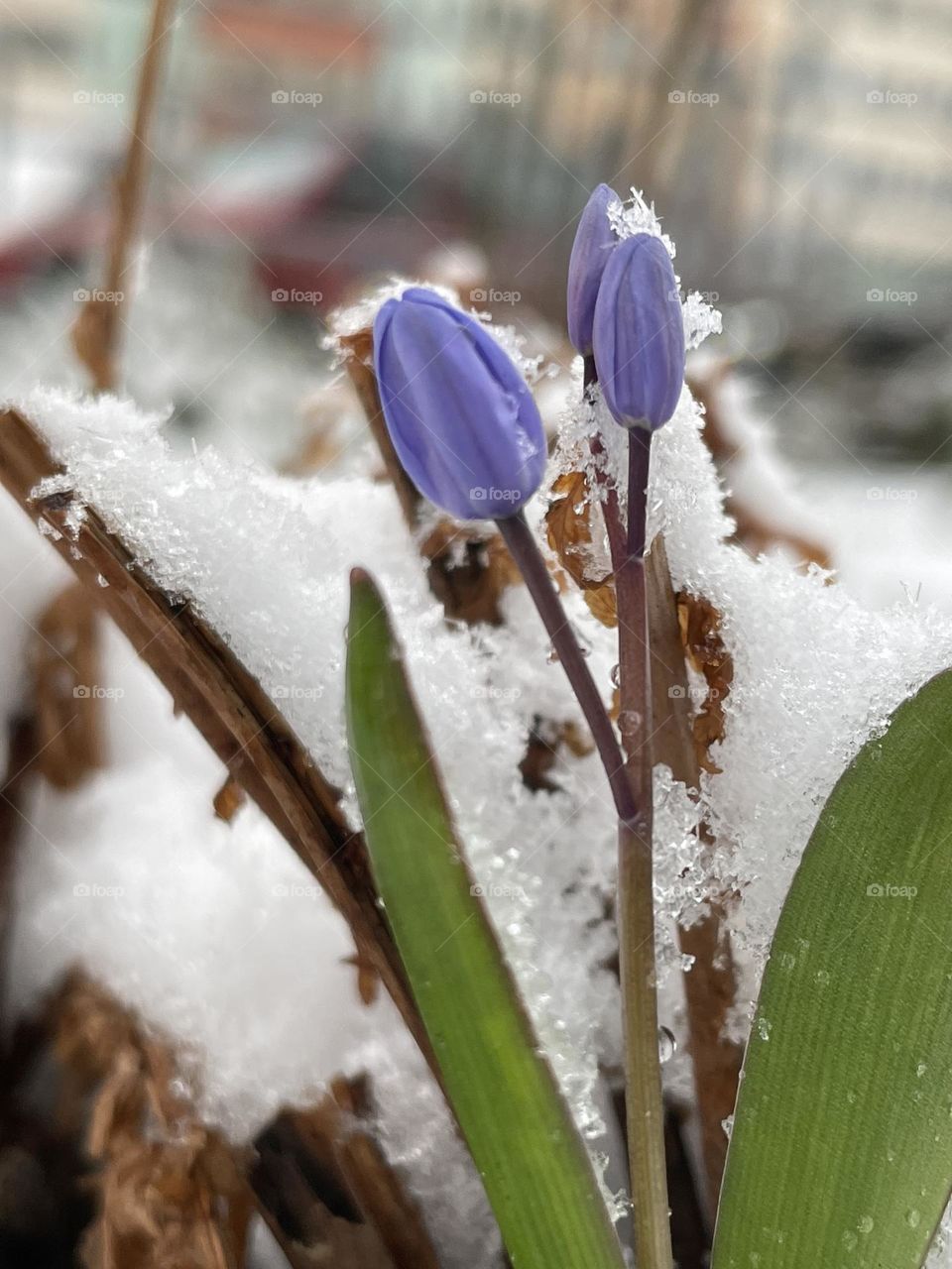 Meeting winter and spring