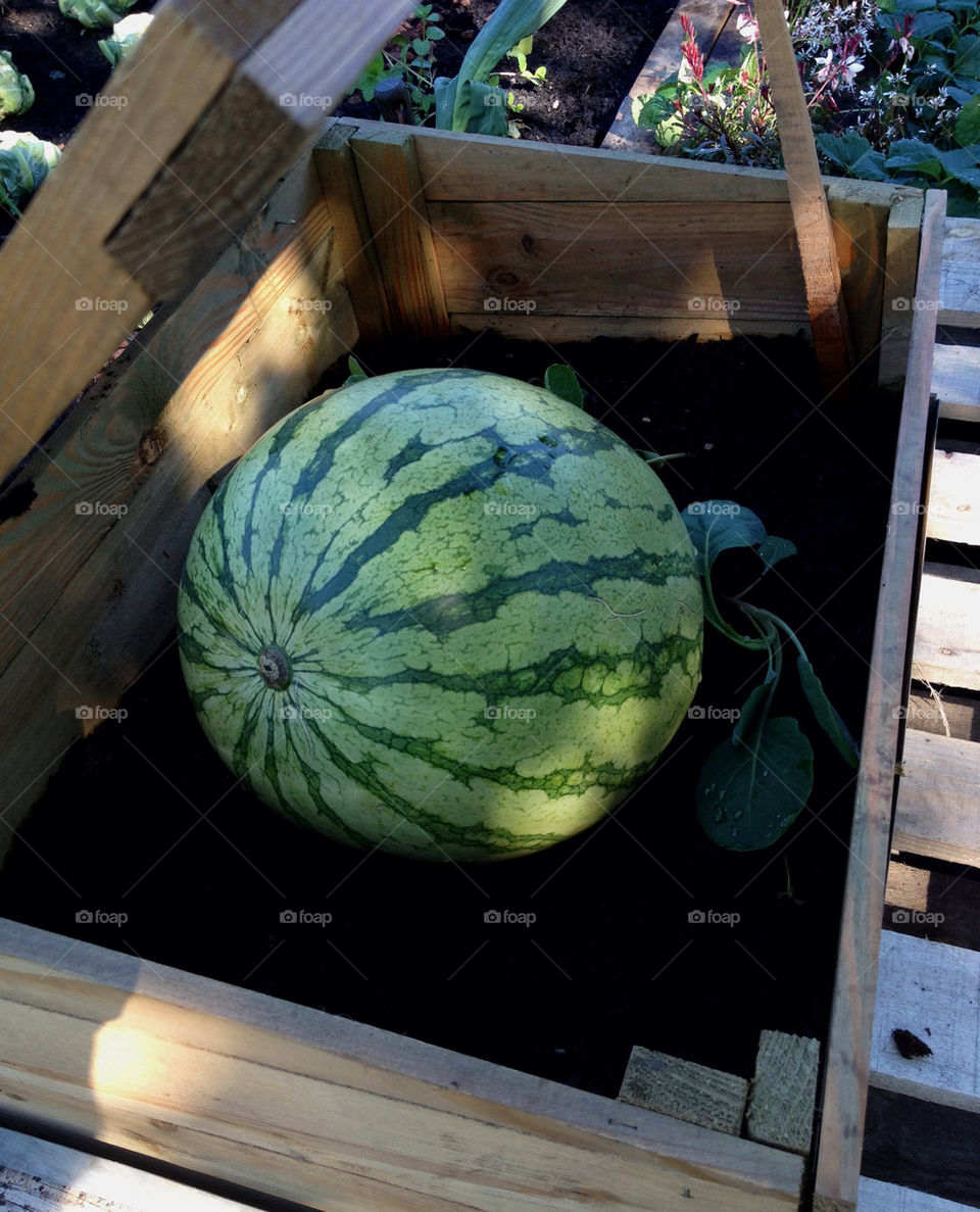 Growing melon.