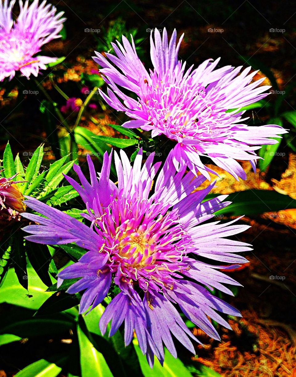 Purple flower