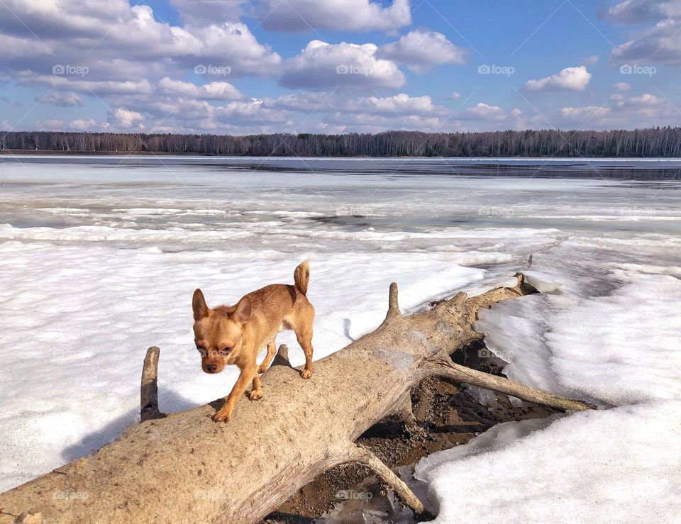 Dog on a frozen lake. Spring 