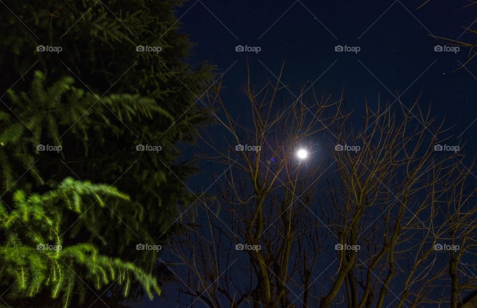 Moonlight through the branches of a dry tree. Perfect sky with moon and stars in the night