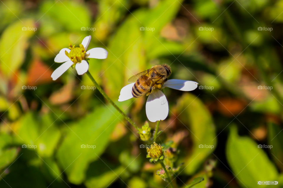 Bee