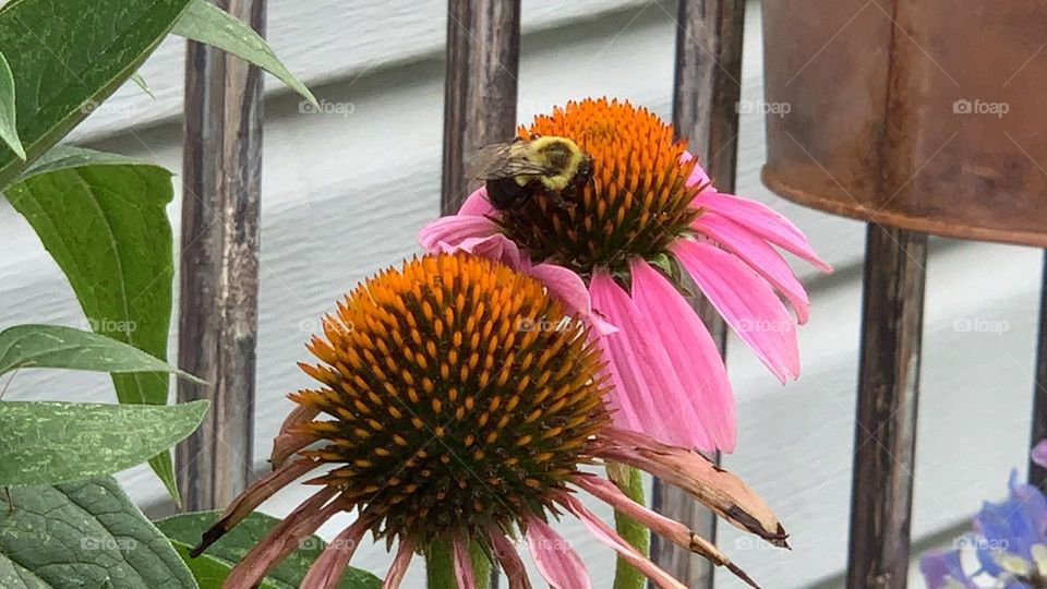 Coneflower