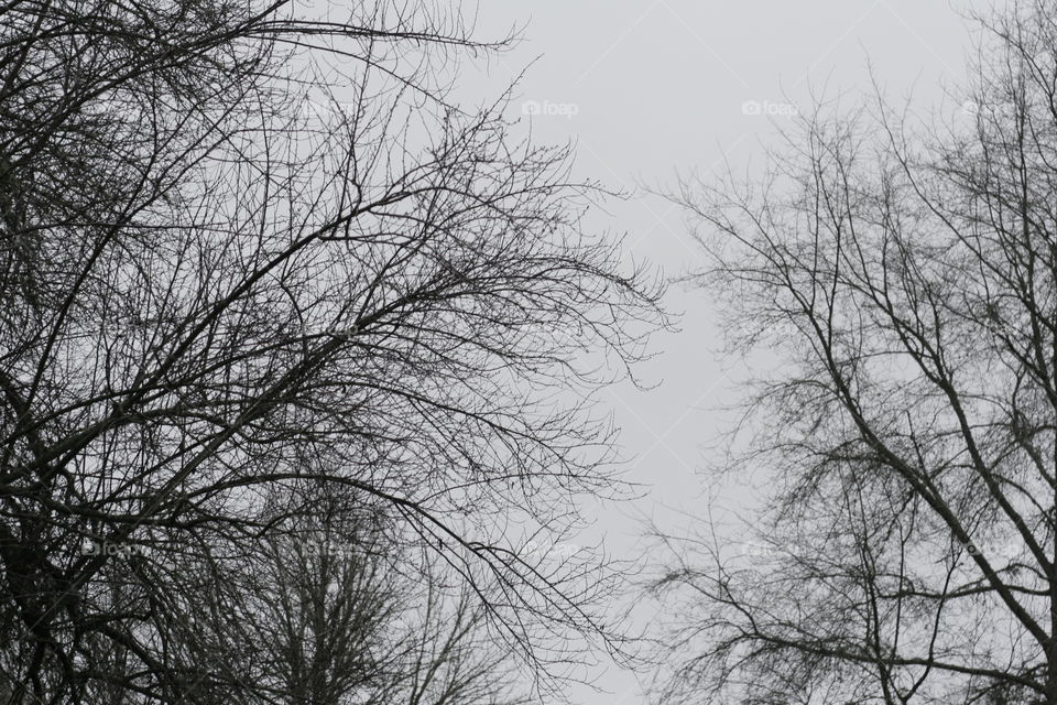 black trees against the gray sky