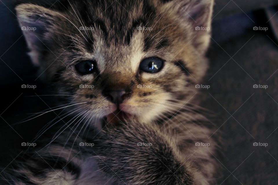 Adorable baby kitten licking it's hand