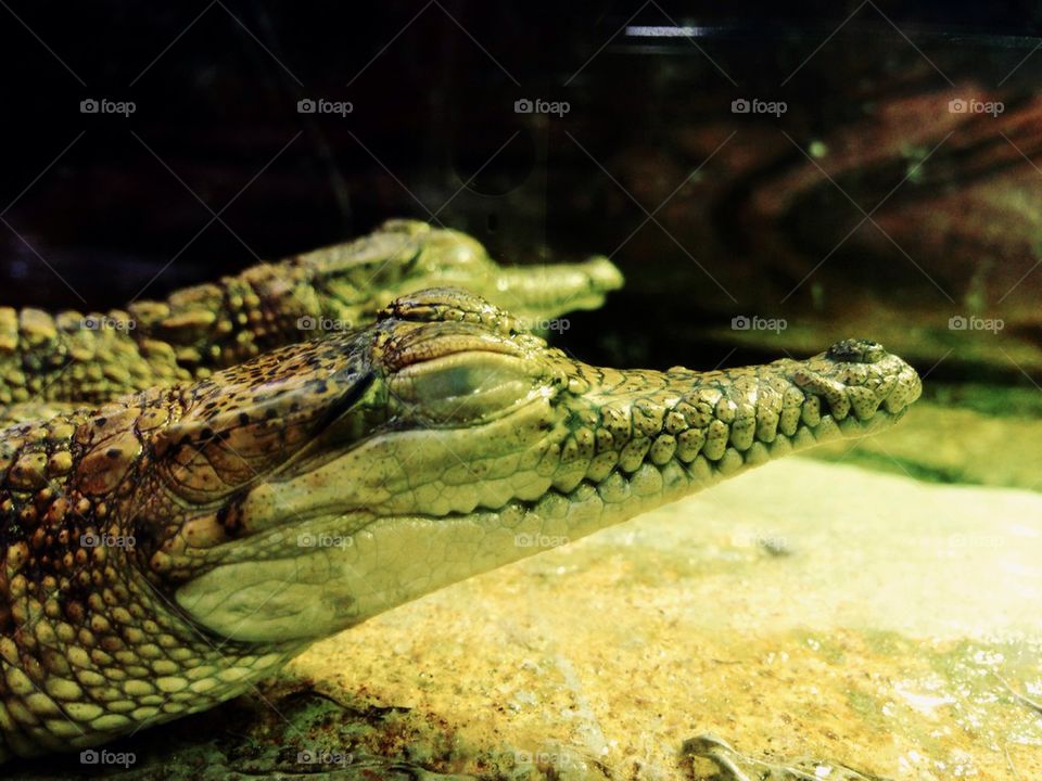 Sleepy Crocodile