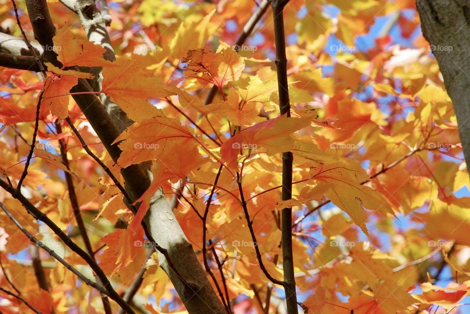 Yellow and orange Autumnal leaves 