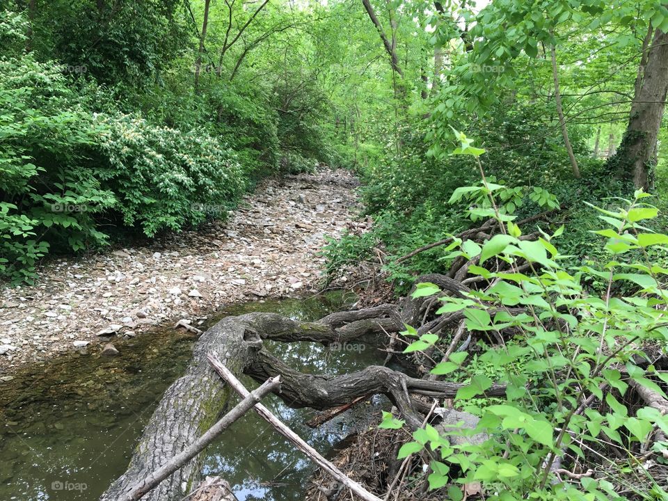 Creek in woods