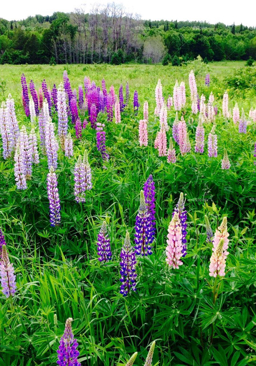 Lupine flowers in full bloom on roadside of northern Maine. Lupines grow in the various colors seen here, and they're Perennials.