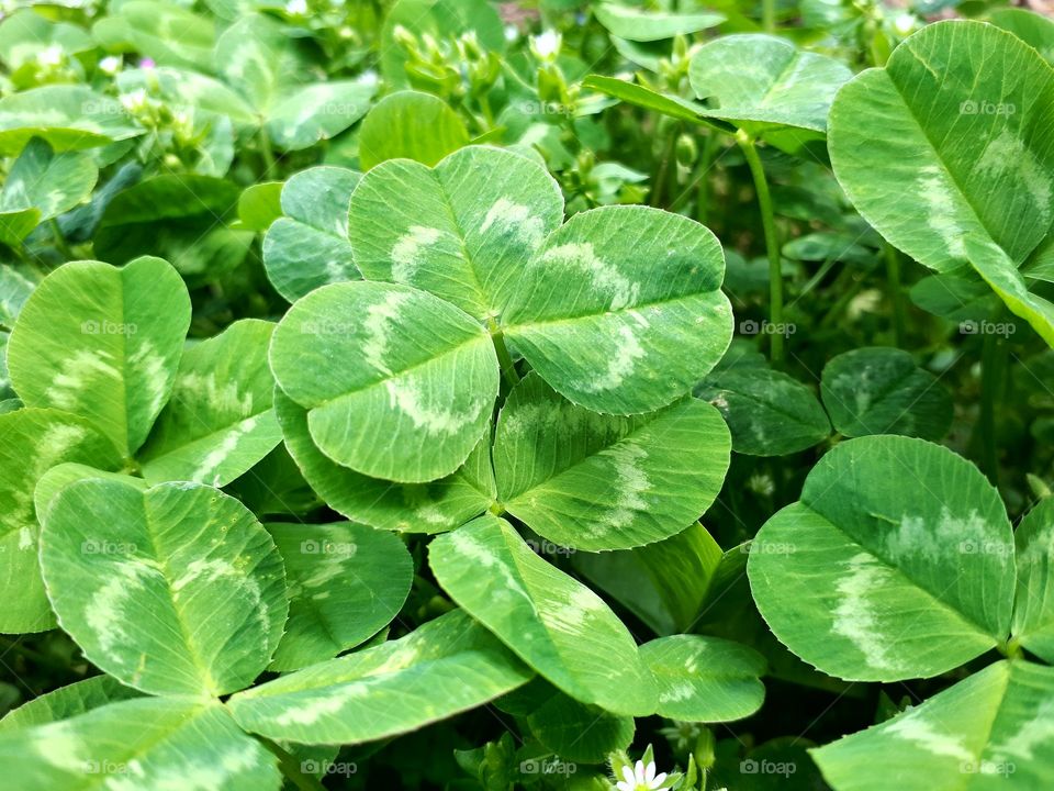 Three-leaf clover (djetelina)