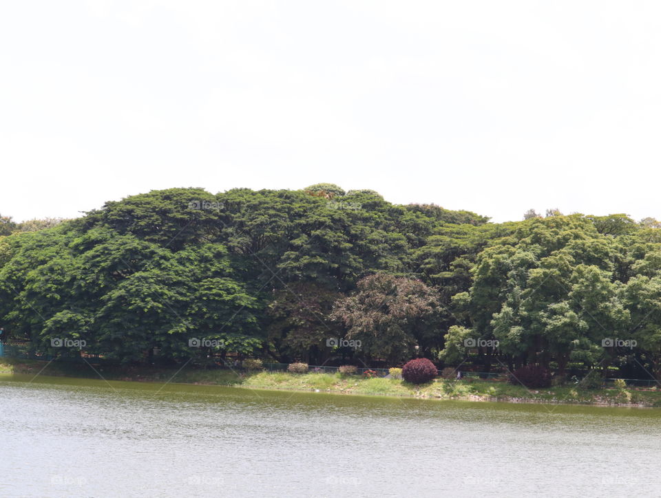 Water, Tree, Landscape, No Person, River