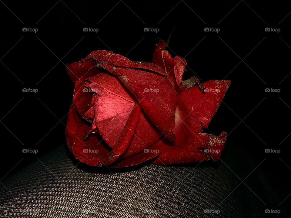 Red rose