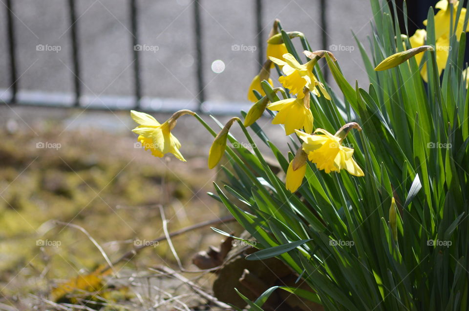 Yellow flowering plant