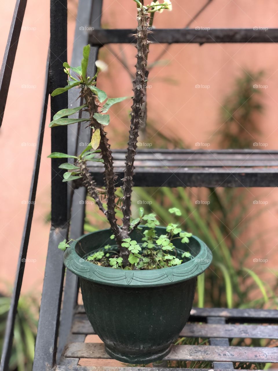 Thorns plants