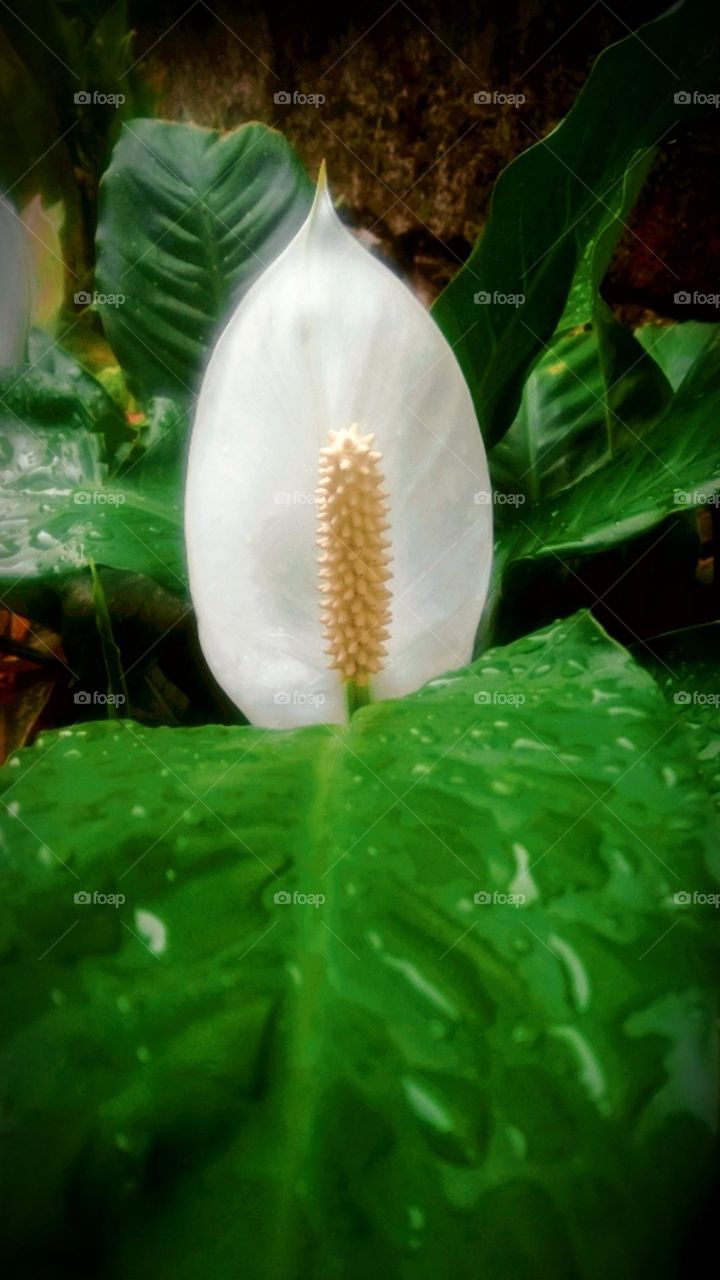 Spathiphyllum cochlearispathum commonly called peace lily- green & wide leaves, white petal flower, Ecology; grows in moist, shady, lowland areas with moderate rainfall ; Captured on March 14th, 2023 - Rantepao, north Toraja regency, Indonesia.