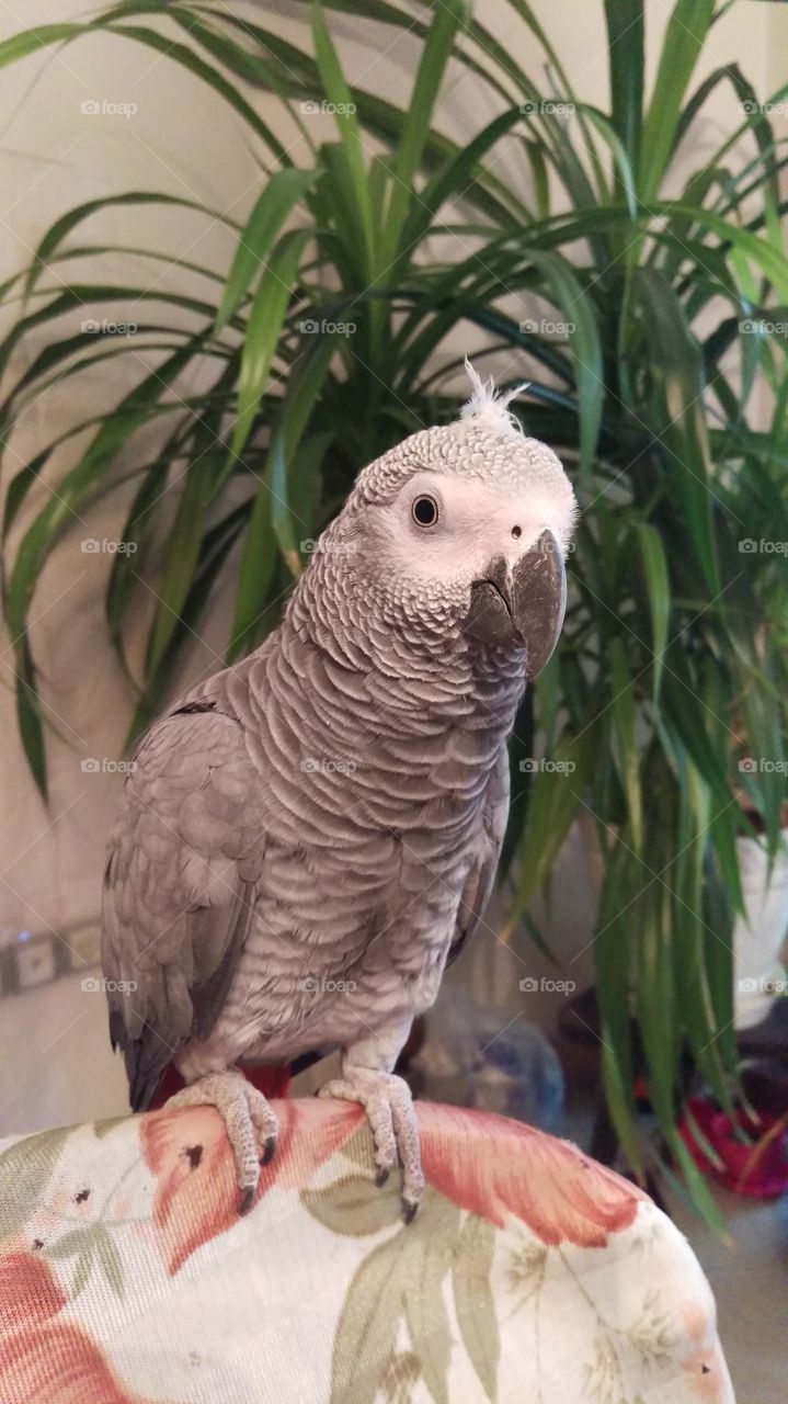 African grey parrot