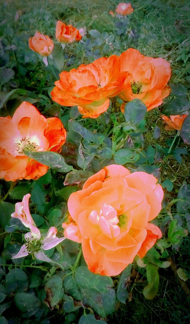 Field of orange blooming roses in autumn
