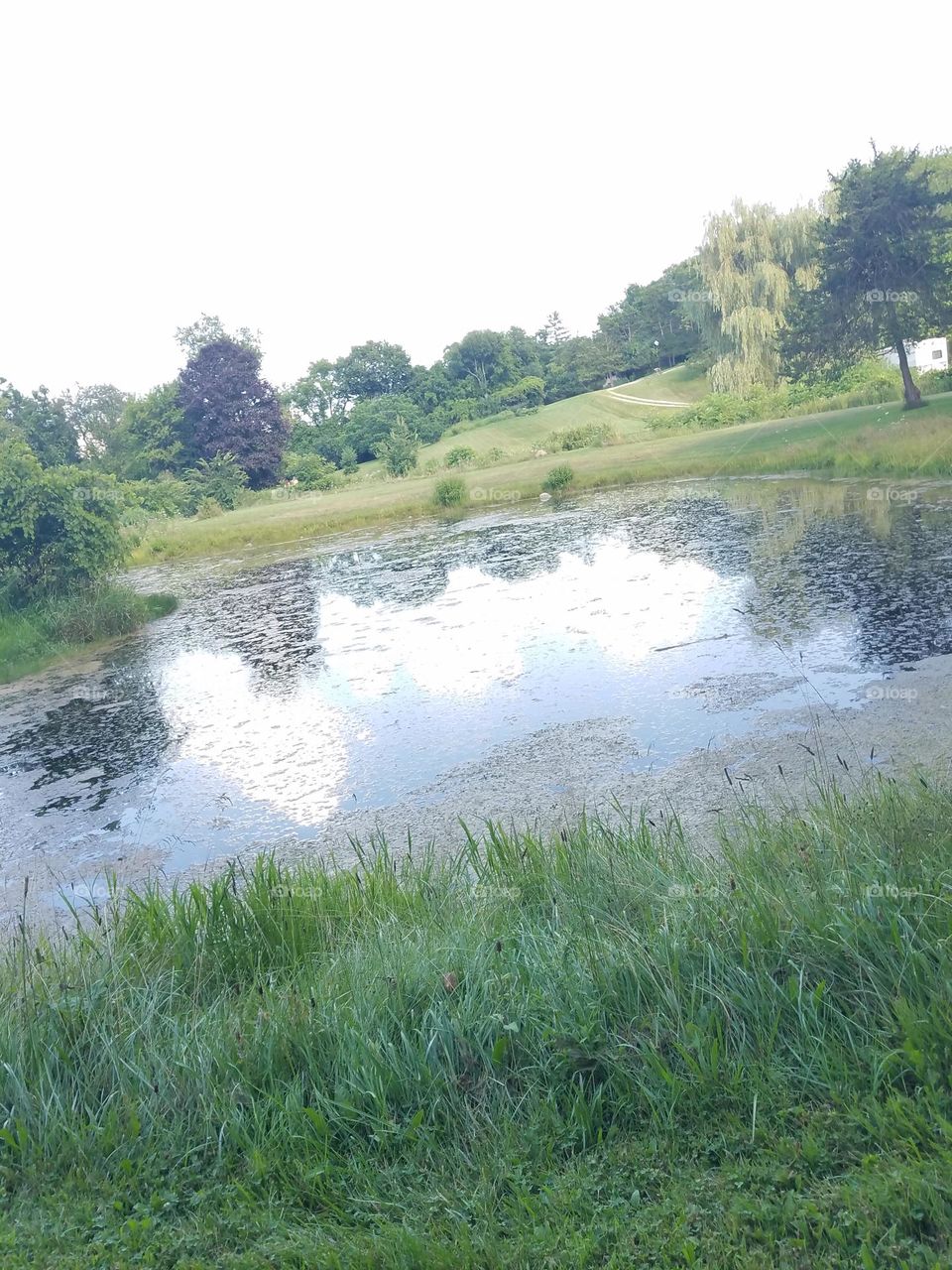 pond in summer