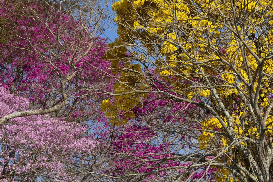 Flowering of yellow and purple ipes.