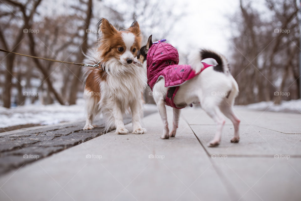 two funny dogs sniffs each other.