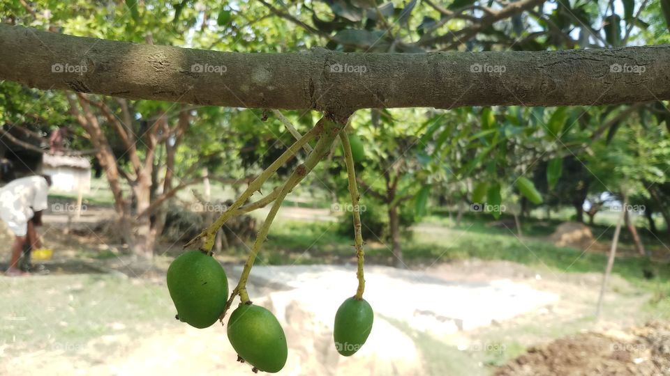 Mango fruit / Mangifera indica bunch on the tree, Guimaras Island, Philippines!