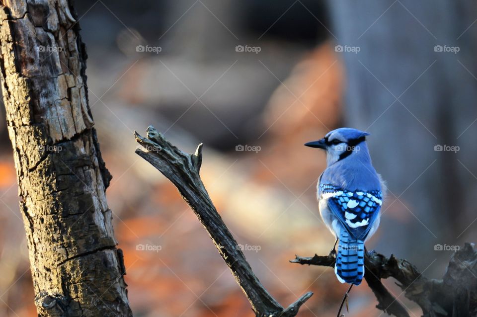 blue jay In The Sticks