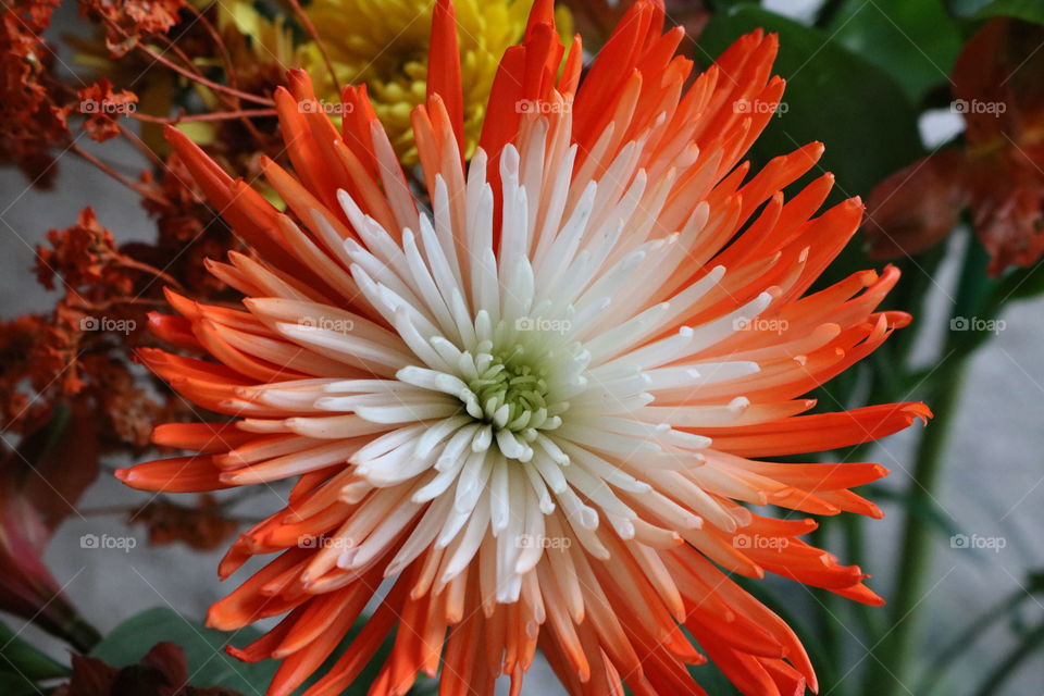 orange and white bloom