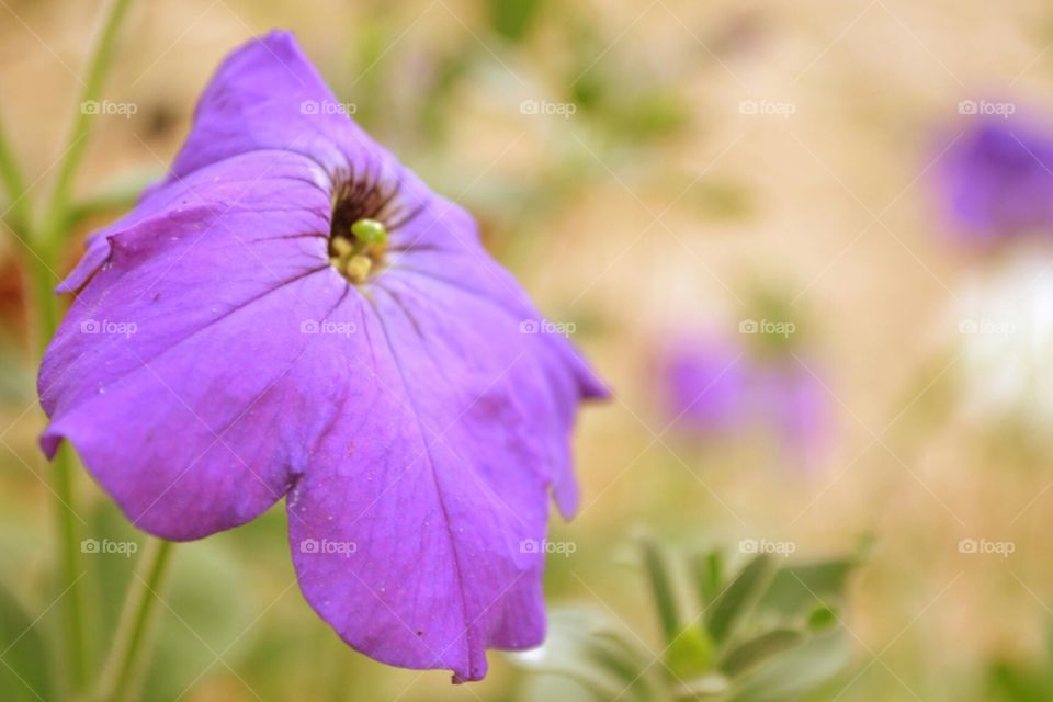 Macro shot of a violet flower