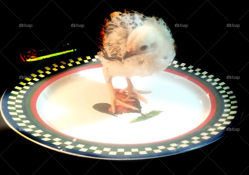 Wyandotte chick on a dinner plate