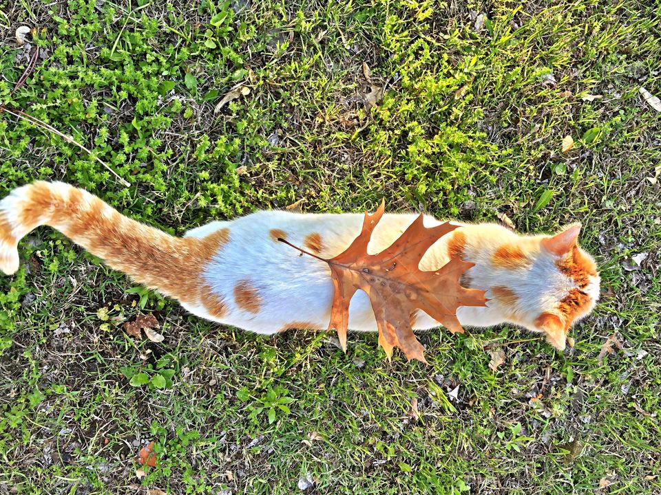 Leaf that matches cat color