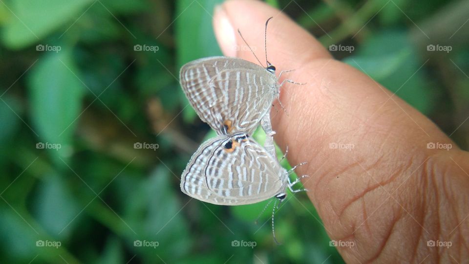 A pair of little butterflies perched on the fingertips