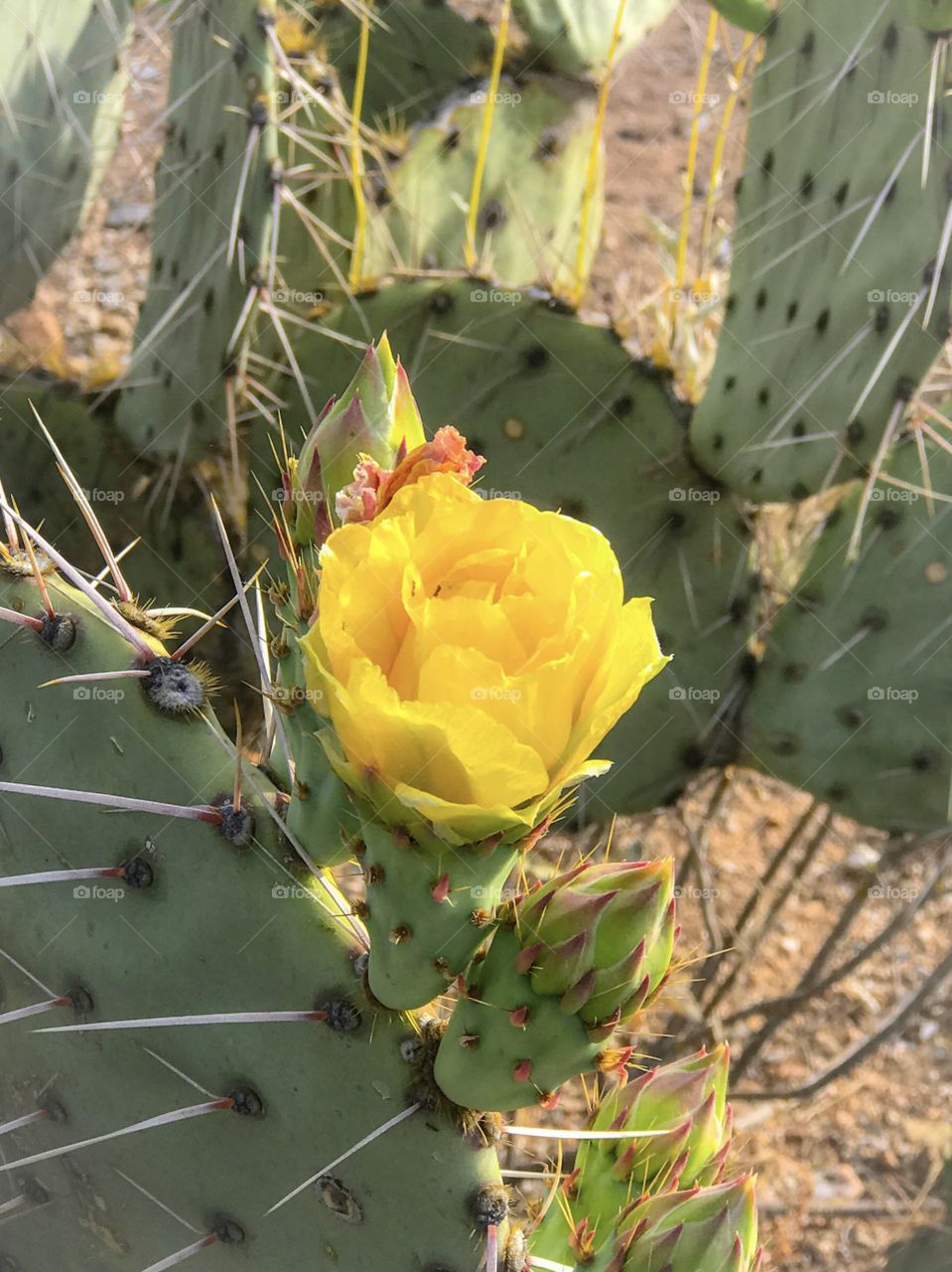 Desert Landscape - Cactus Rose