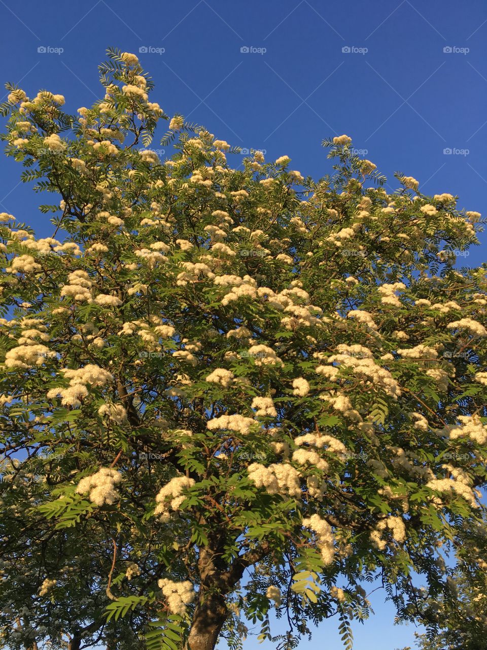 The tree blooming 