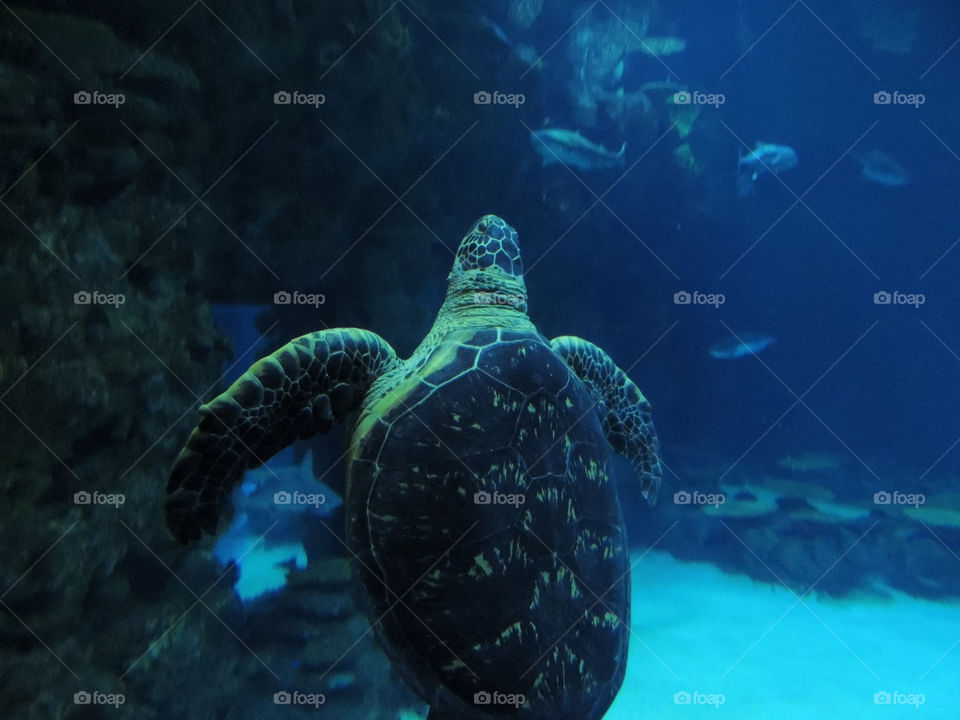 sea bay turtle aquarium by thordestroyer