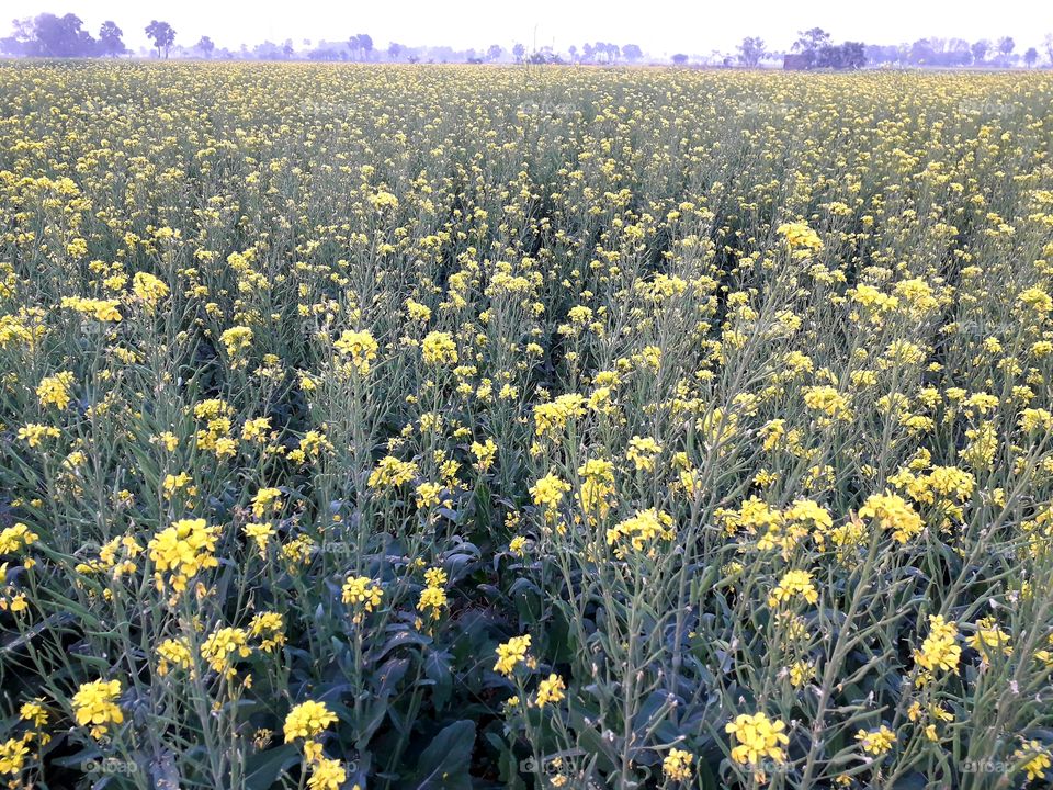 mustard crop