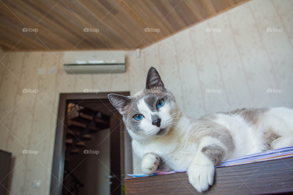 Blue eyes cat