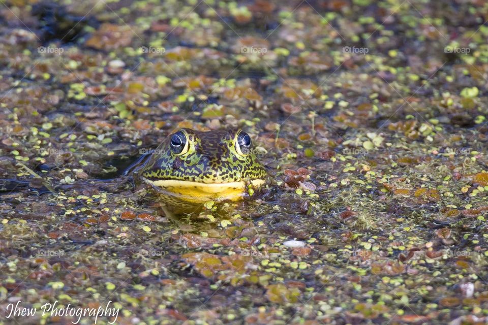 Bull Frog