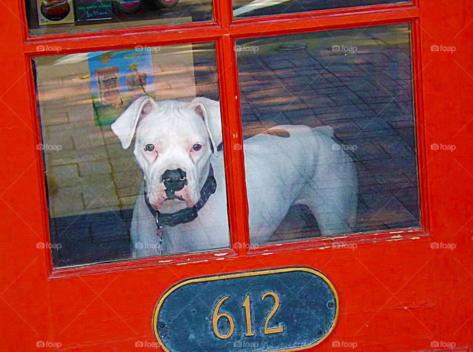 White Boxer Behind Red Door. I saw this cute guy standing inside one of the businesses on the Country Club Plaza. 