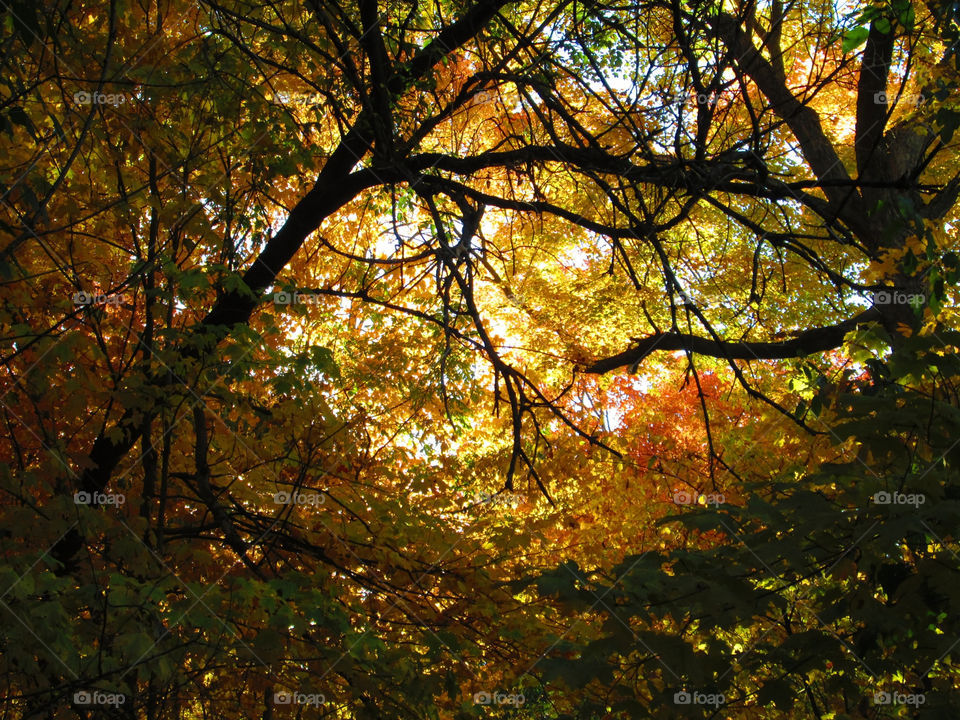 light nature tree fall by ashley77