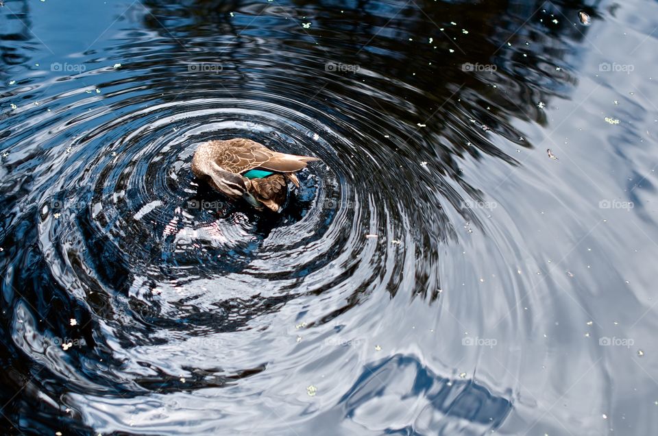 Duck making waves