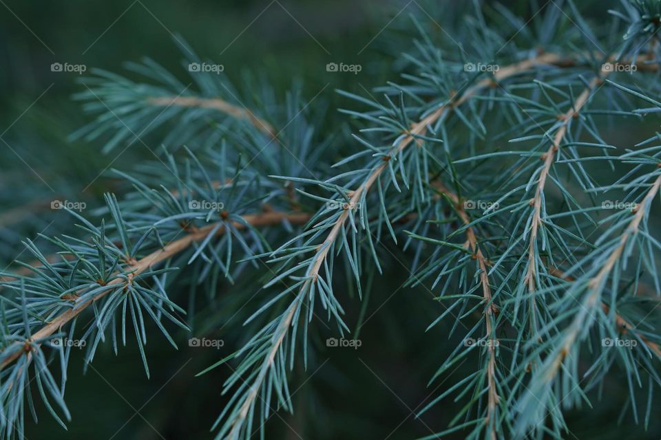 spruce background 